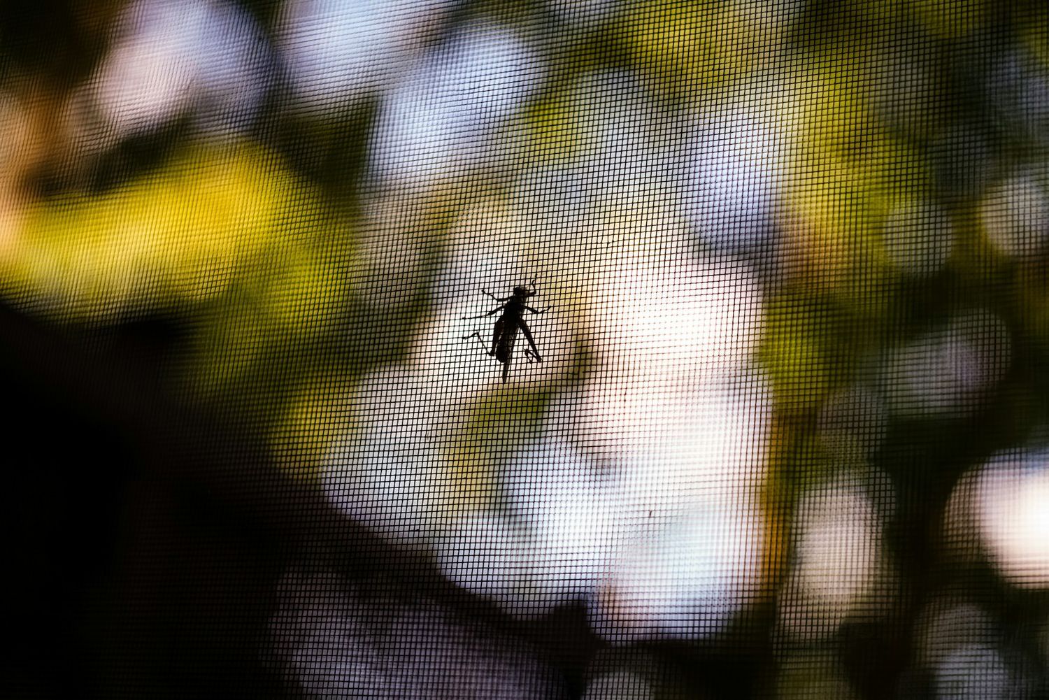 Lăcustă oprită pe o plasă de insecte fină, cu verdeață în fundal