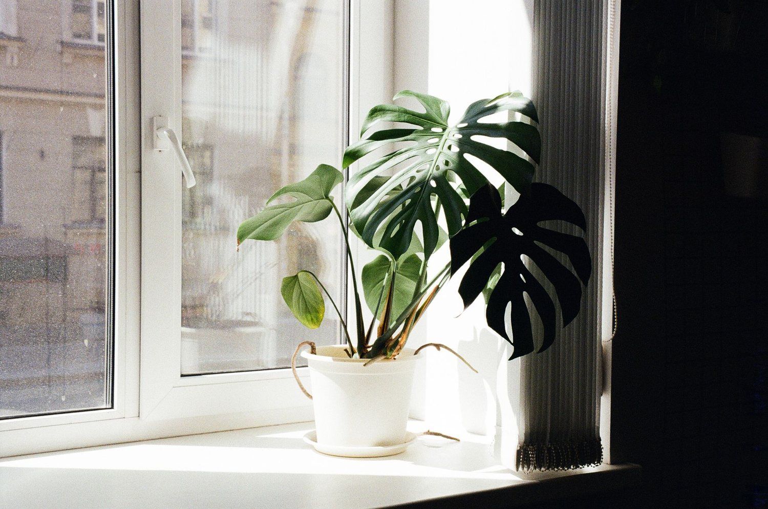 Pervaz interior alb cu o plantă monstera în ghiveci, în lumina soarelui